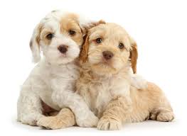 Visit us now to find the right cockapoo for you. 1 Cockapoo Puppies For Sale By Uptown Puppies