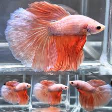Peach Color Hm Male Halfmoon Betta Betta Fish Pet