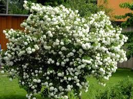 Viburnum Opulus Roseum Echter Schneeball Gewohnlicher Schneeball Gartenschirme Schneeball Pflanze