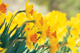 Each plot of yellow daffodil costs 9.00k coins to plant, giving 18 planting experience, it takes 1 hour to grow. Daffodil Flowers How To Grow Narcissus Bulbs Garden Design