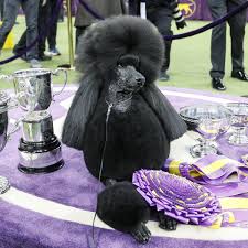Westminster dog show 2020 was held at madison square garden in new york. Westminster Dog Show 2020 Results Best Of Breed Winners And Final Recap Bleacher Report Latest News Videos And Highlights