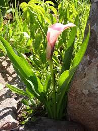Image result for Zantedeschia rehmannii