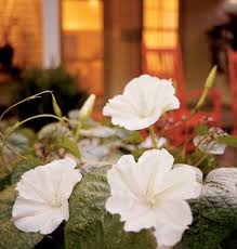 We did not find results for: Moonflower Moon Flower Garden Flower Beds Climbing Plants