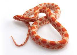For a healthy corn snake from a reputable breeder, prices begin around $50 for the standard color pattern. Corn Snake Petco