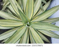 Image result for Agavaceae