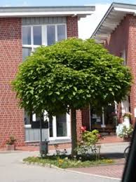 Dies ist ein riesiger einrichtungsgegenstand. Laubbaum Als Schattenspender Fur Standort Im Pflanztrog Gesucht Fragen Bilder Pflanz Und Pflegeanleitungen Rund Um Das Thema Gartenpflanzen