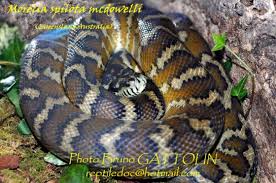 The tiger morph of the coastal carpet python (morelia spilota mcdowelli) was established in california by neville james back in the late 90's from animals he acquired from richard quick in. Morelia Spilota The Reptile Database