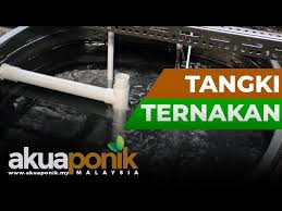 Ternak udang galah dalam tangki kanvas. Potensi Peluang Bisnes Ternakan Udang Kara Lobster Air Tawar S Maju Agro Venture Litetube