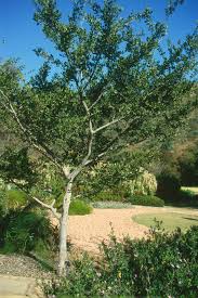 Image result for Canthium