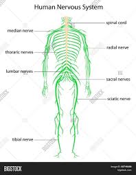 Chiropractor cranston richiropractic charts diagrams, nerve chart that provides a great explanation as to how the, understanding low back anatomical chart, sciatica pictures symptoms understanding low back pain anatomical chart. Labeled Picture Of The Nervous System Human Body Diagram Nervous System Elegant Nervous System Diagram Koibana Info Nervous System Diagram Human Body Diagram Human Nervous System