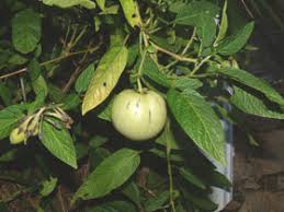 Image result for Solanum muricatum
