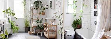 While bathroom plants are popular for the greenery, they also remove harmful air pollutants at the same time. Best 10 Bathroom Plants To Clean Germs Bacterias And Airborne Pollutants
