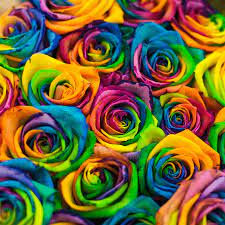 Roses multicolores