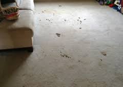 Oceanside Carpet Steamers 39 Hannah Lee Rd Barnegat Nj 08005 Yp Com