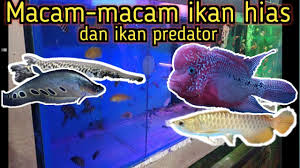 Arowana club indonesia jual ikan discus di jakarta, latest articles. Pasar Toko Ikan Hias Dan Predator Di Pemalang Youtube