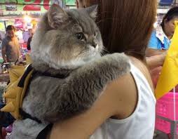 Some cats are just too fluffy and adorable that people can't help but obsess about them, and bone bone is the living proof of that.bone bone is pretty much a celebrity in thailand, he managed to reach over 250k followers on his instagram account where you can see him doing all sort of adventurous. Meet P Bone Your New Favourite Internet Cat Metro News
