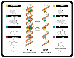 Pin On Dna Rna