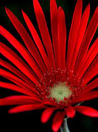 I Don T Know This Flower Name Happy Flowers Amazing Flowers Flowers