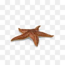 Estrella de mar verano océano playa olas. Estrella De Mar Descarga Gratuita De Png Estrella De Mar Callopatiria Granifera La Vida Marina Estrella De Mar Imagen Png Imagen Transparente Descarga Gratuita