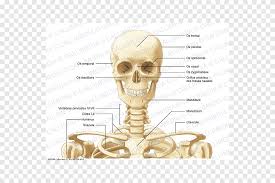 Human body bones pics 12 photos of the human body bones pics human body bones photos, human body bones pics, human body bones pictures, bone, human body bones photos, human body bones pics, human body bones pictures. Anterior Triangle Of The Neck Bone Anatomy Human Skeleton Skull Face Human Png Pngegg