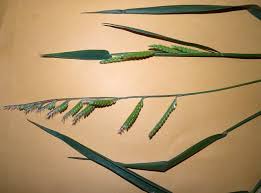 Image result for Eriochloa