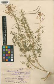 Image result for Cleome rubella