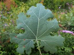 Image result for Macleaya