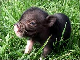 Great for chickens, finches, canaries, pigeons, budgies, and straw hay is a popular bedding for small animals like poultry, rabbit, guinea pigs, ferrets etc. Teacup Pigs For Sale Teacup Pigs For Sale For Sale 350 The Pig Pen Cute Pigs Baby Pigs Cute Funny Animals