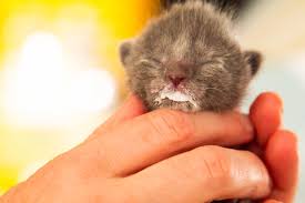 5,280 likes · 492 talking about this · 205 were here. Whiskers 316 Home Facebook