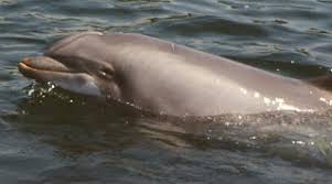 Marine Mammals Dolphins Taxonomic Classification For