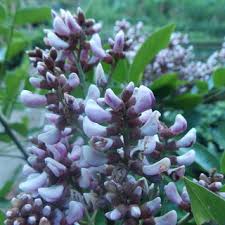 Image result for Indigofera subulifera