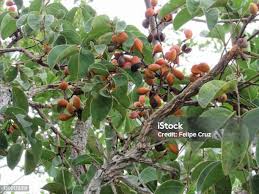 Image result for Connarus