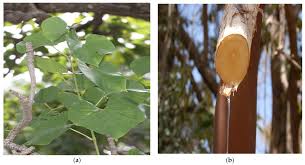 Image result for Ochna macrocalyx
