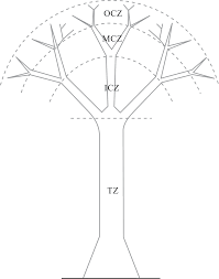 Image result for Huperzia mildbraedii