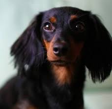Black And Brown Long Haired Miniature Dachshund Miniature Longhaired Dachshund Dachshundfacts Long Haired Miniature Dachshund Black Tan Dachshund Dachshund