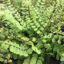 Image result for Asplenium barteri