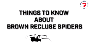 One of the few states that has black widows and brown recluses. What Are The Most Deadly Spiders In Tennessee U S Pest Protection