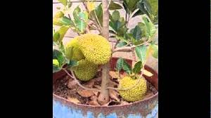 Tanaman buah dalam pasu cara penyediaan tanah; Tanaman Buah Dalam Pot Yang Cepat Berbuah Youtube