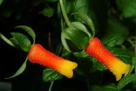 Image result for Manettia