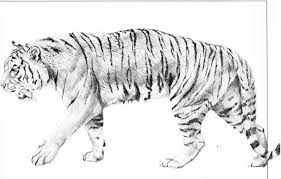 You will then draw the outlined shape for the tigers body like so. Drawing Dogs Pencil Drawing Joshua Nava Arts