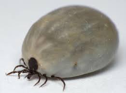 The paralysis tick toxin causes paralysis of muscles and can result in death if their location is spreading, so even if you don't live in these areas, or you live in border regions, it is wise to be alert for symptoms so you can get. Ticks Esccap Uk Ireland