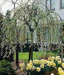 Pin Von Elizabeth Milligan Auf Houses And Gardens Weidenkatzchen Schnell Wachsende Baume Trauerweide