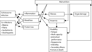 Reassessment of the cost of chronic helmintic infection: a meta-analysis of  disability-related outcomes in endemic schistosomiasis