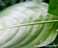 Image result for Marantochloa