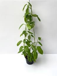 Image result for Pleiotaxis