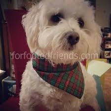 Maltese Terrier Karisimi Veteriner Yorumlari Kacinilmasi Icin 3 Neden Karma Cins Kopekler