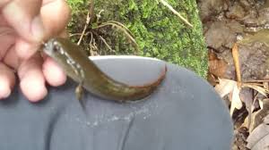Mengerikan mancing ikan gabus umpan anak haruan ketemu king cobra. Haruan Kedak Haruan Batu Misi Mencari Haruan Rare 2018 Youtube