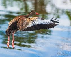 Maybe you would like to learn more about one of these? Black Bellied Whistling Duck In Flight Photograph By Edelberto Cabrera