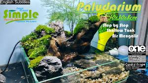 Step By Step Paludarium Simple Ukuran 30cm Dengan Air Mengalir Youtube