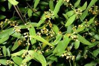 Image result for Secamone punctulata